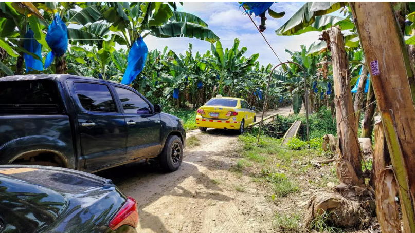 Chiquita Panama Strike Crisis: 8,000+ Workers Fired After $75M Loss in Brutal Banana Industry Shakeup